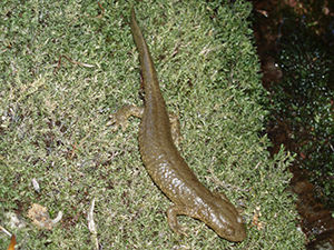 Triton-Ans-Natation-Calotriton-des-Pyrenees