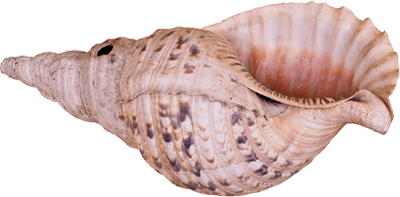 Triton-Ans-Natation-La-conque-Marine