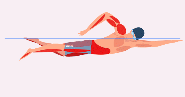 Triton-Ans-Natation-Nage-Muscle-Crawl