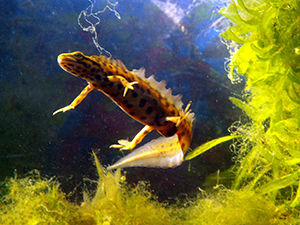 Triton-Ans-Natation-Triton-Ponctue